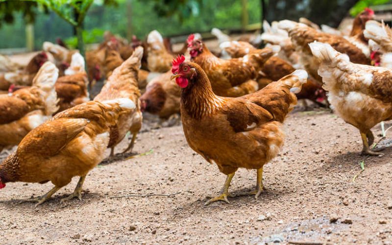 Eksport mięsa do Chin